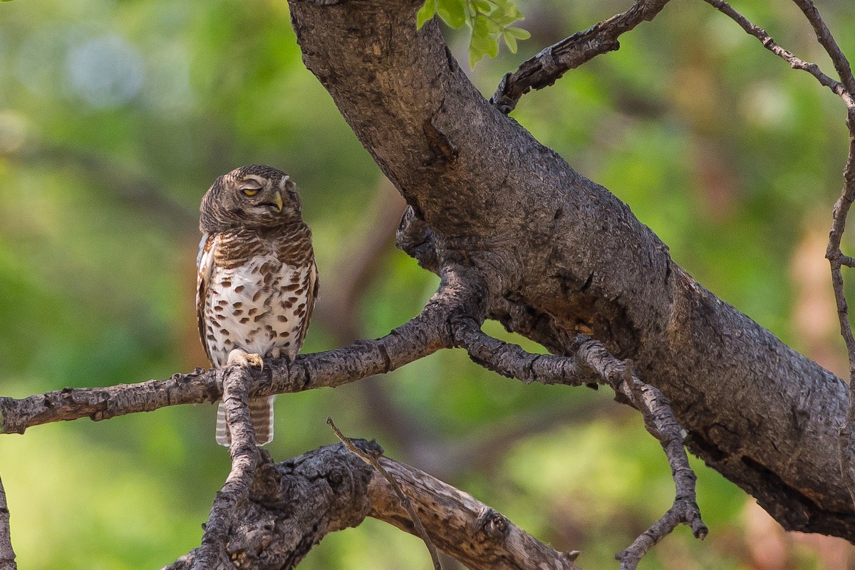 African Barred Owlet - ML615357882