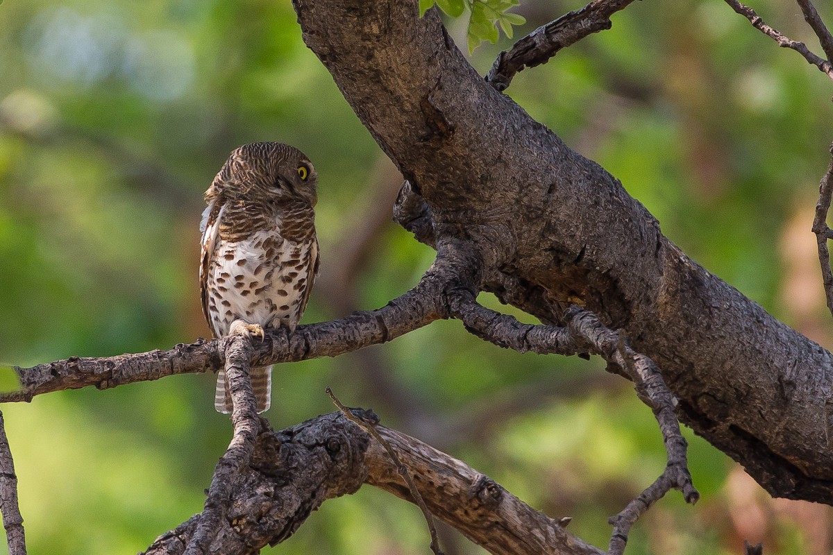 African Barred Owlet - ML615357883