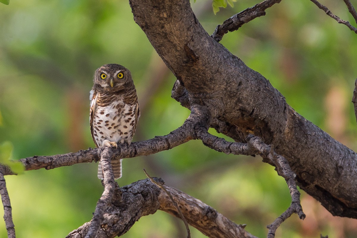 African Barred Owlet - ML615357884