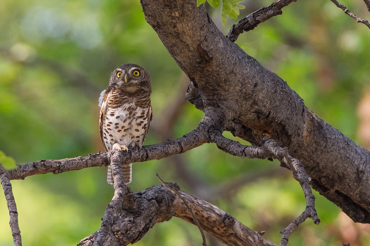 African Barred Owlet - ML615357889