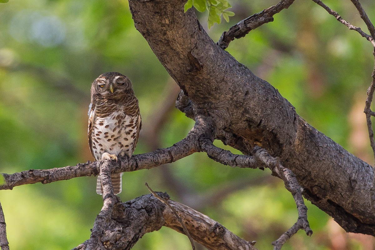 African Barred Owlet - ML615357890