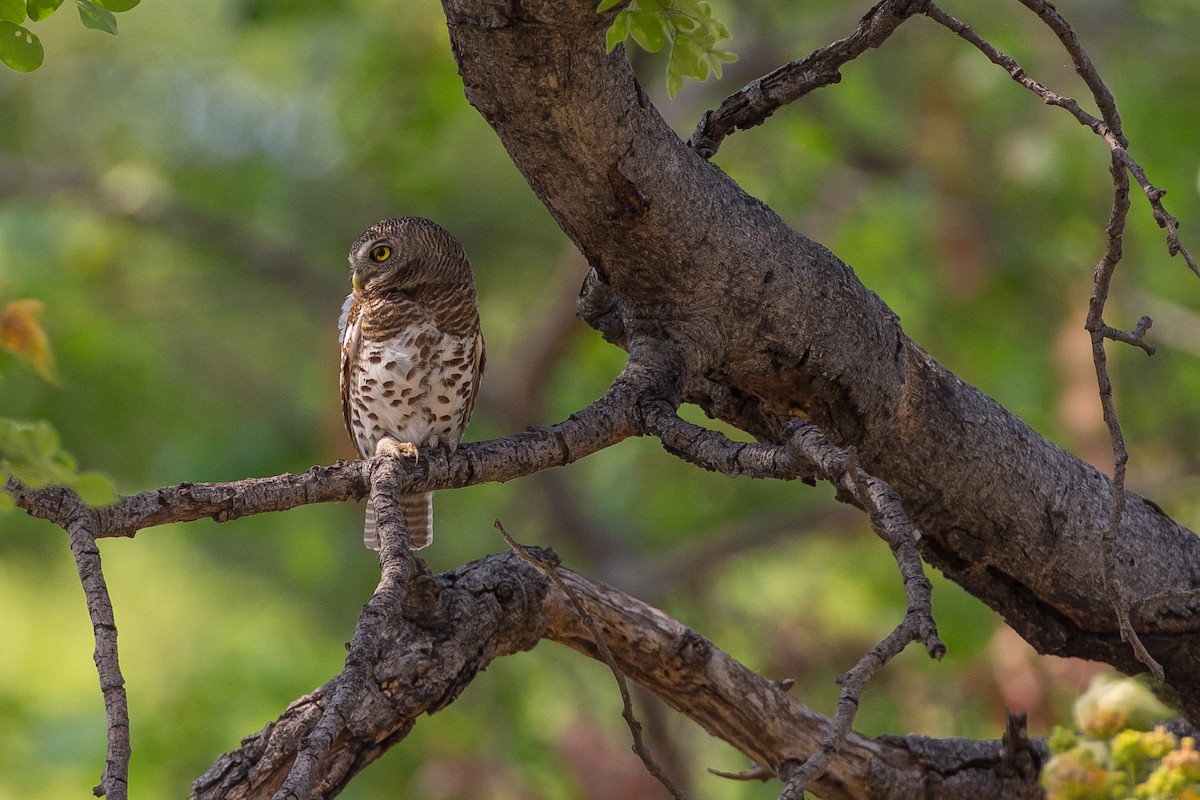 African Barred Owlet - ML615357897