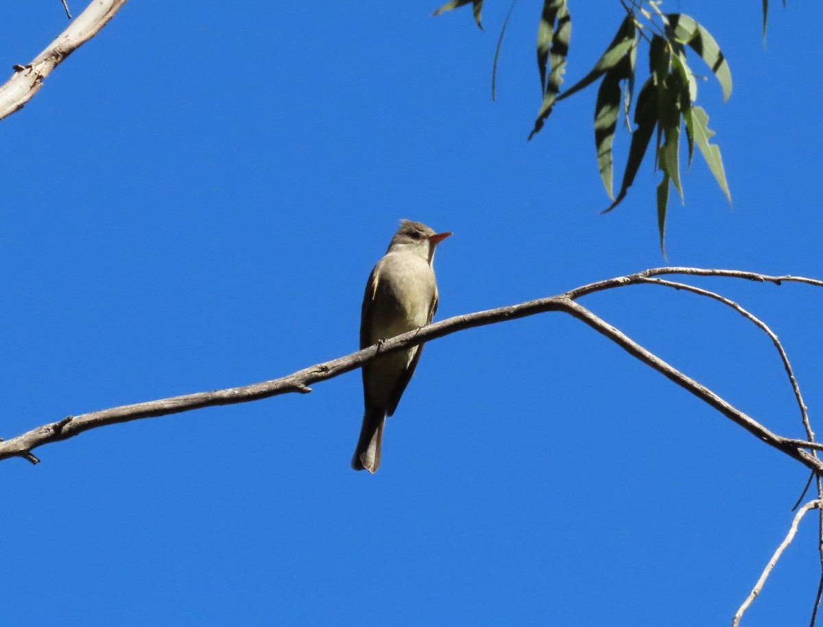 Greater Pewee (Mexican) - ML615357899
