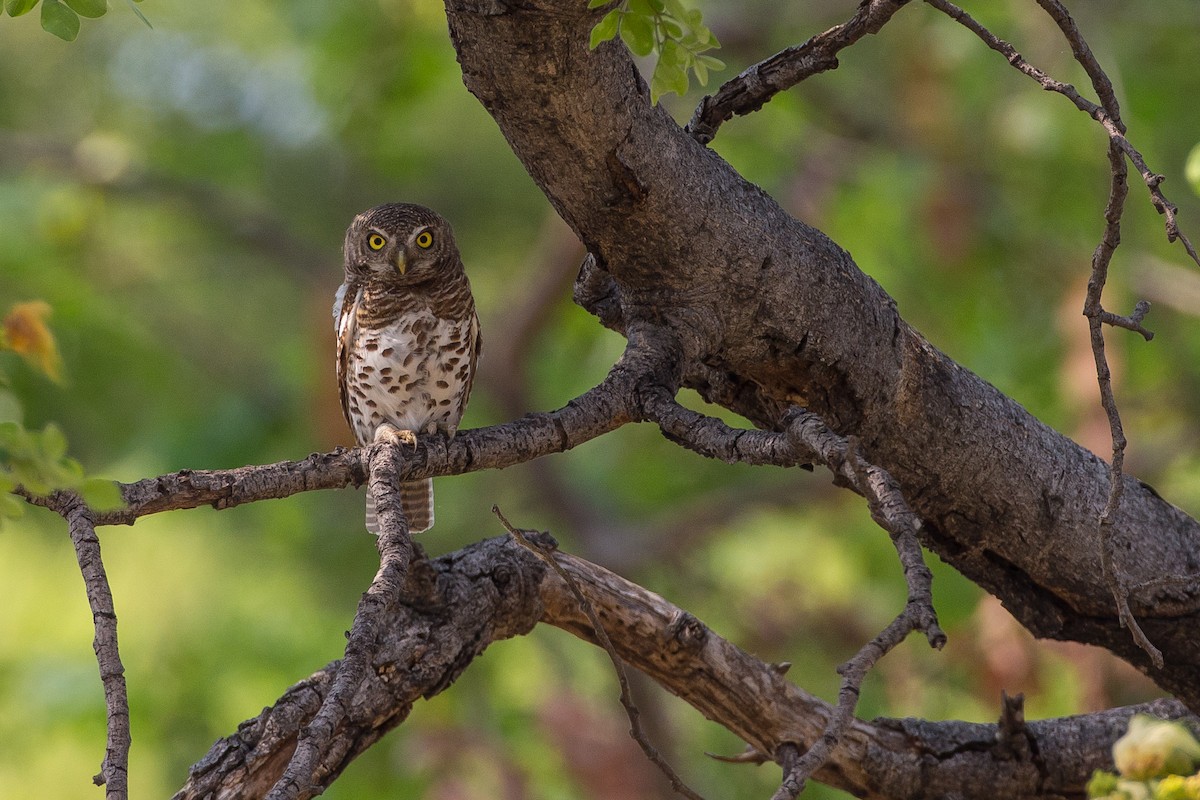 African Barred Owlet - ML615357903