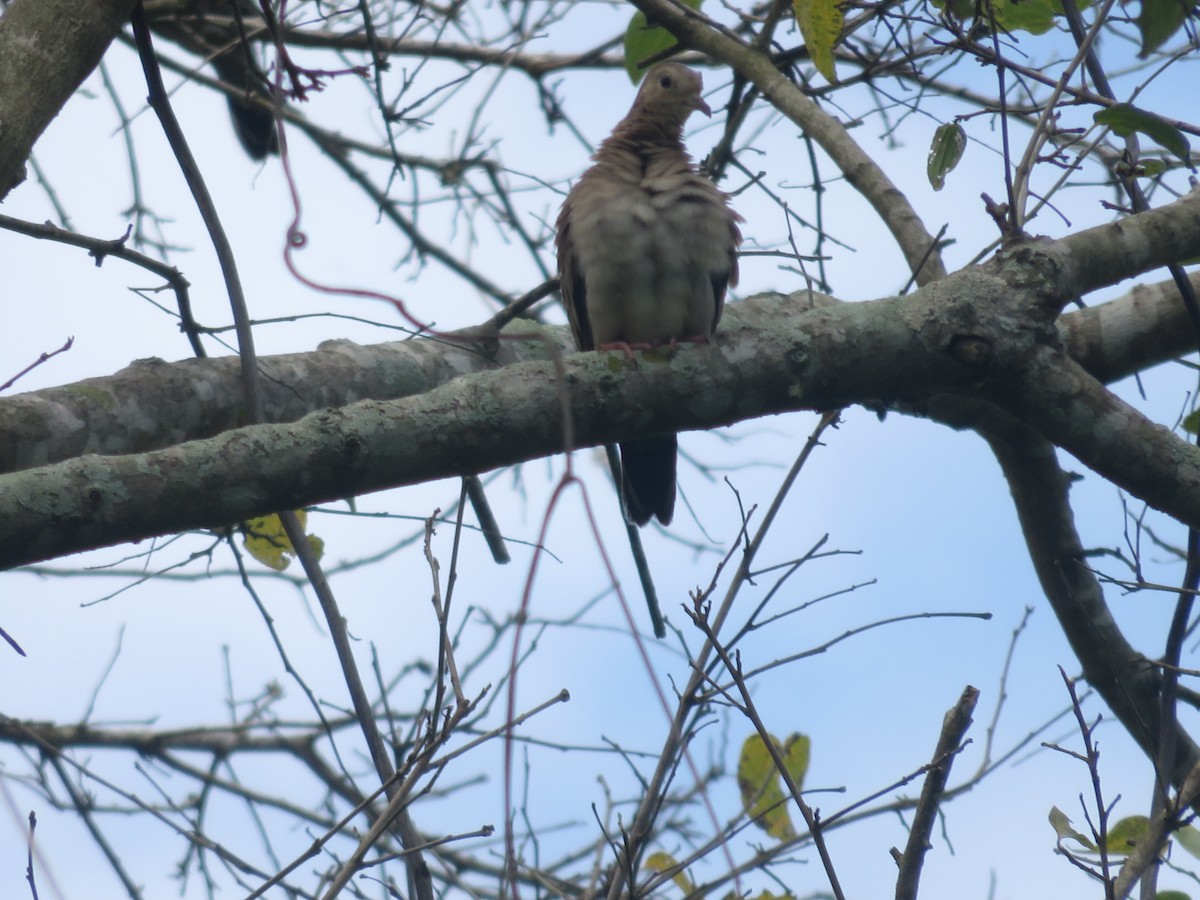 Ecuadorian Ground Dove - ML615358027