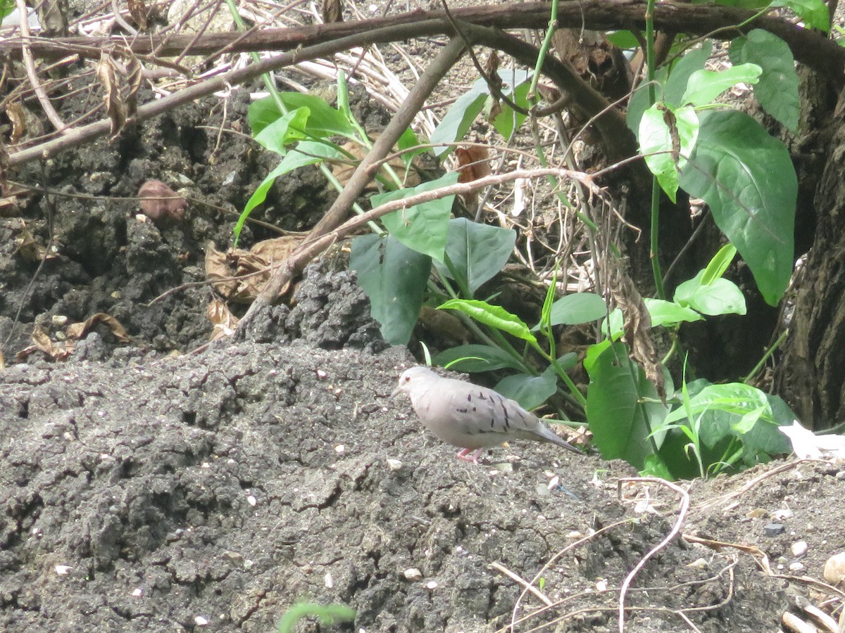 Ecuadorian Ground Dove - ML615358068