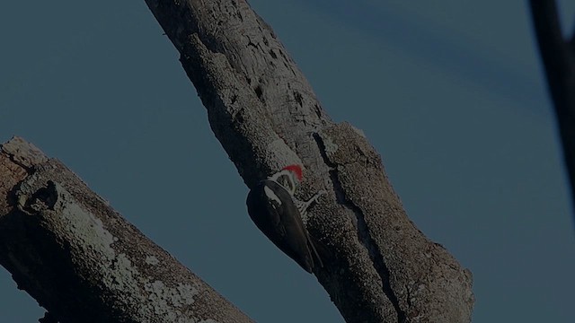 Lineated Woodpecker - ML615358244