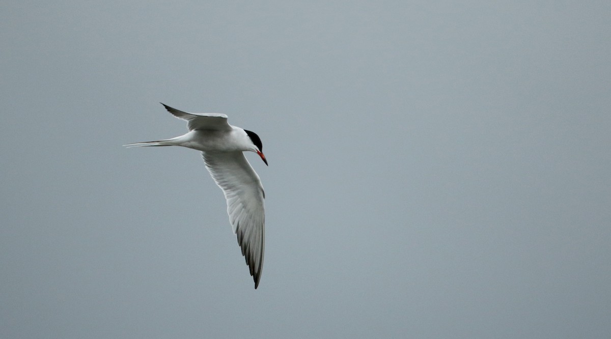Common Tern - ML61535831