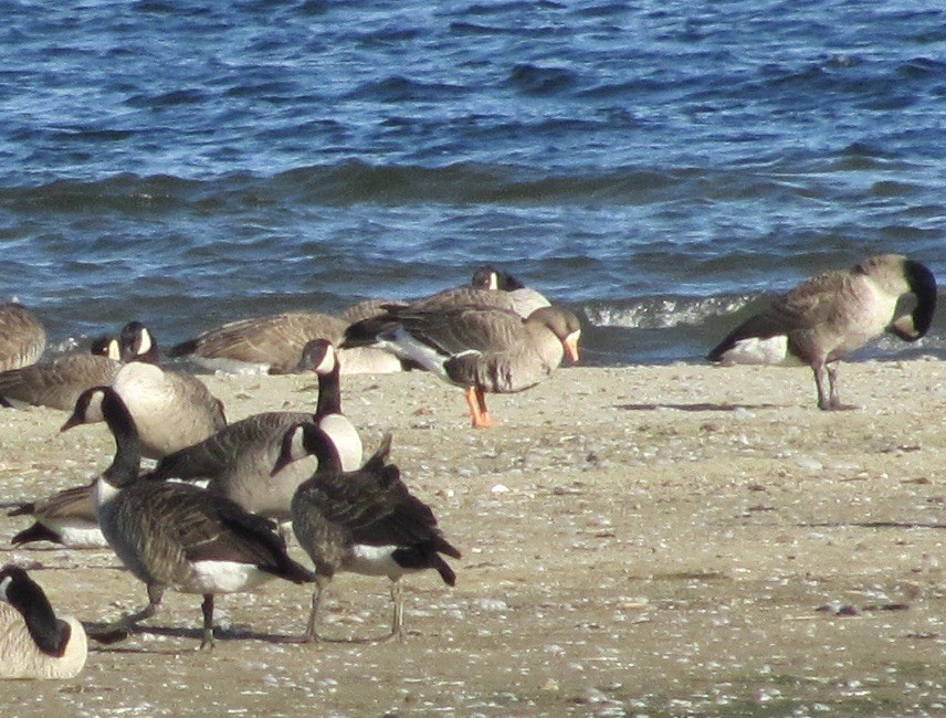 Greater White-fronted Goose - ML615358540