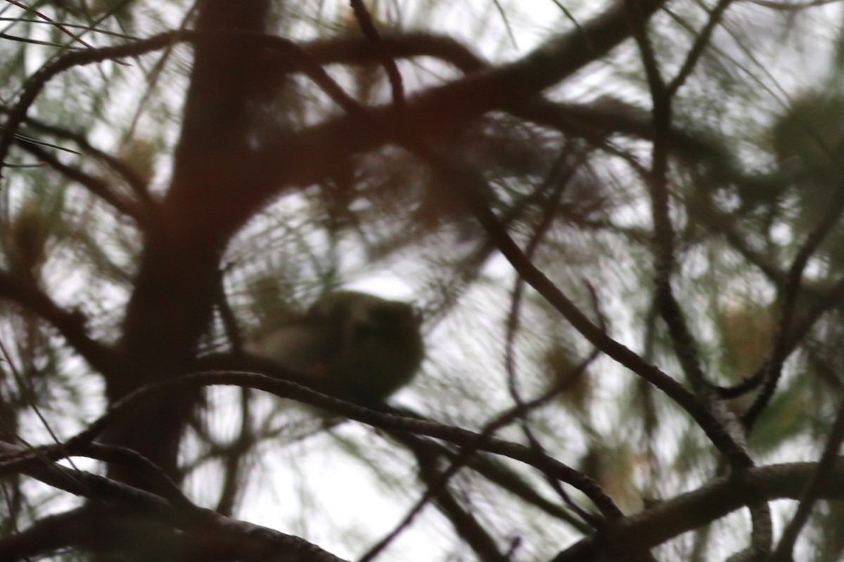 Yellow-browed Warbler - ML615358788