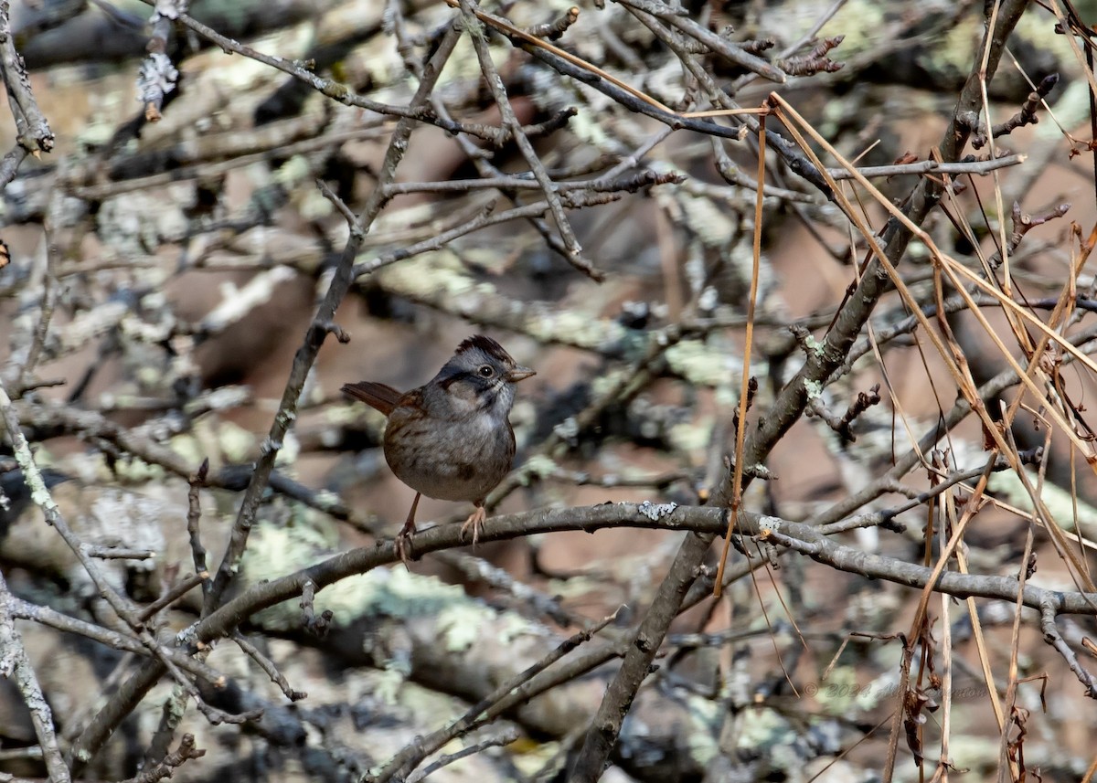 Swamp Sparrow - ML615358905