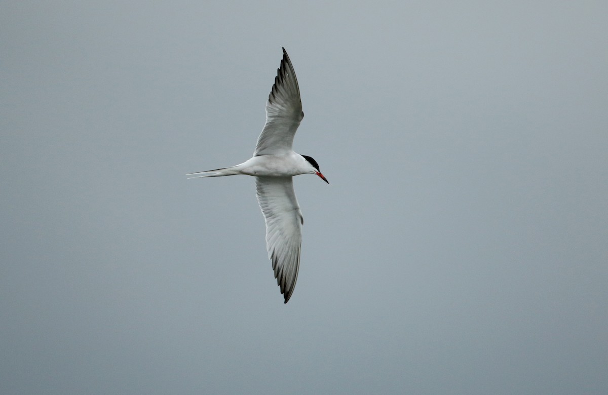 Common Tern - ML61535891