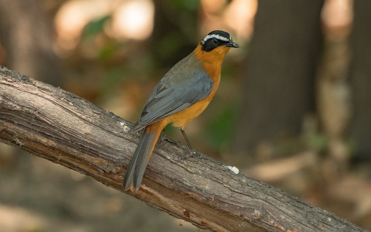 White-browed Robin-Chat - ML615358980