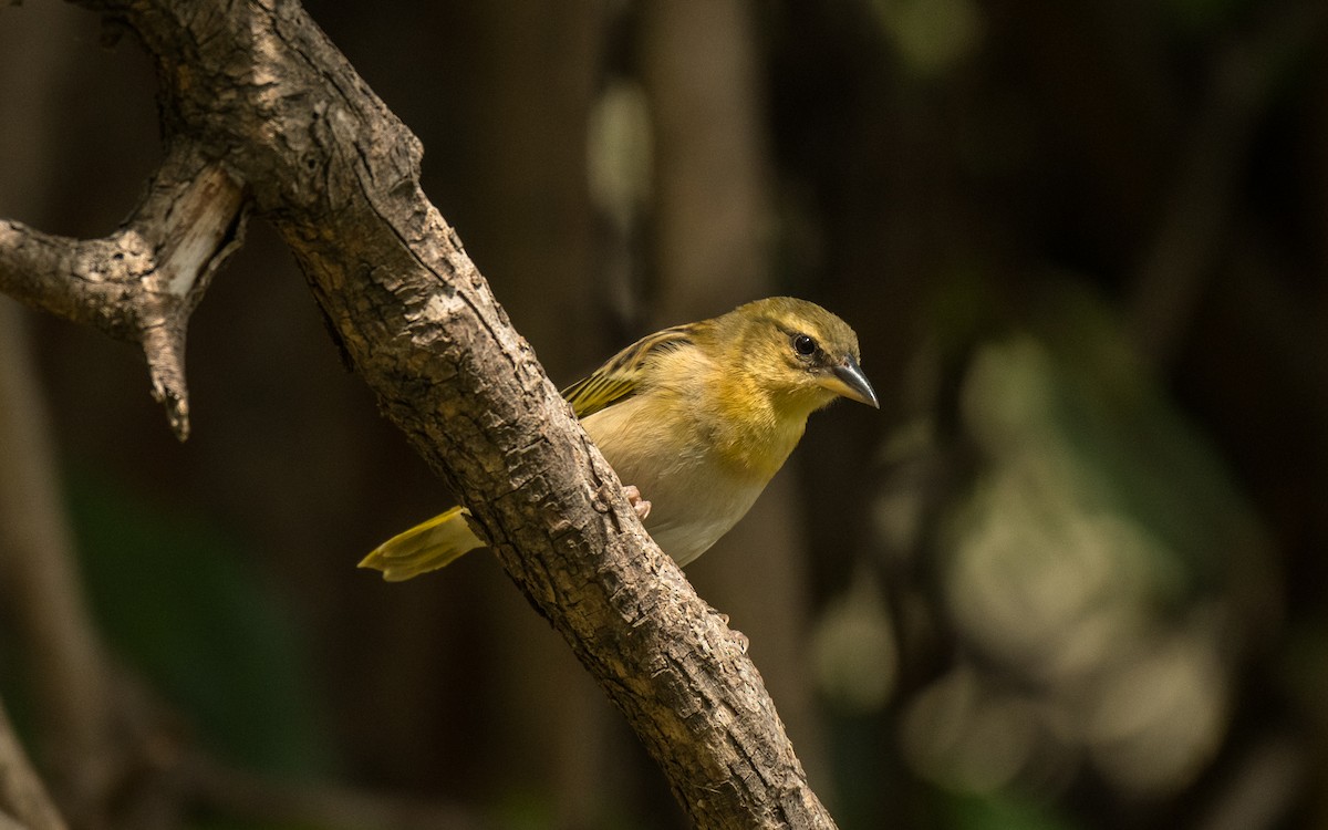 Southern Brown-throated Weaver - ML615358993