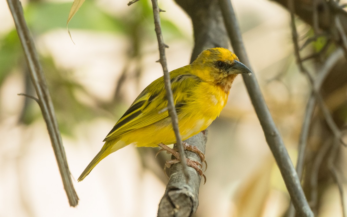 Southern Brown-throated Weaver - ML615358997