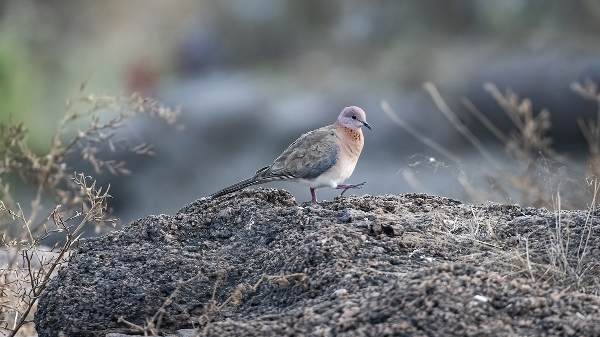 Laughing Dove - ML615359203