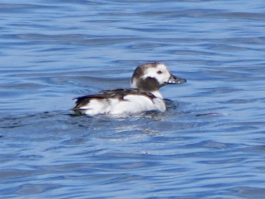 Long-tailed Duck - ML615359305