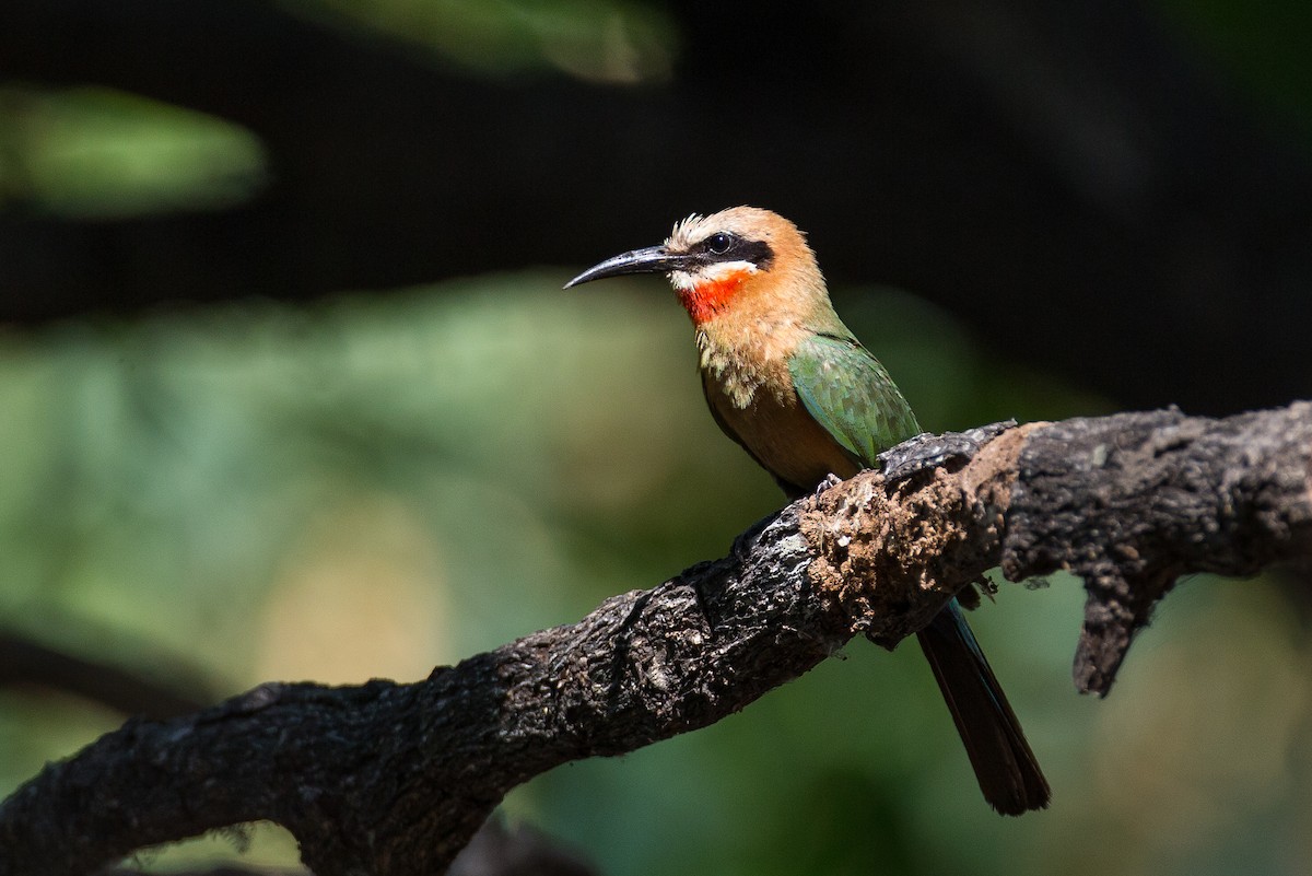 White-fronted Bee-eater - ML615359306