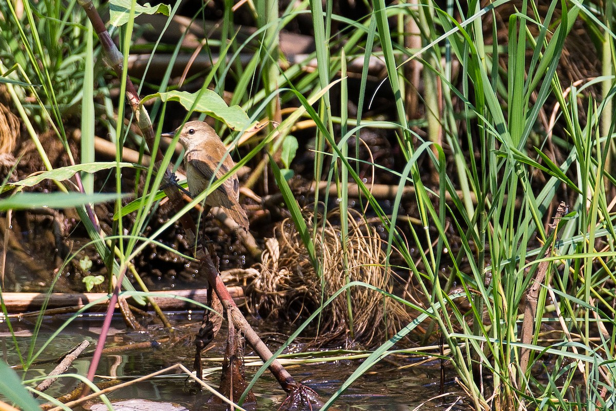 Lesser Swamp Warbler - ML615359335