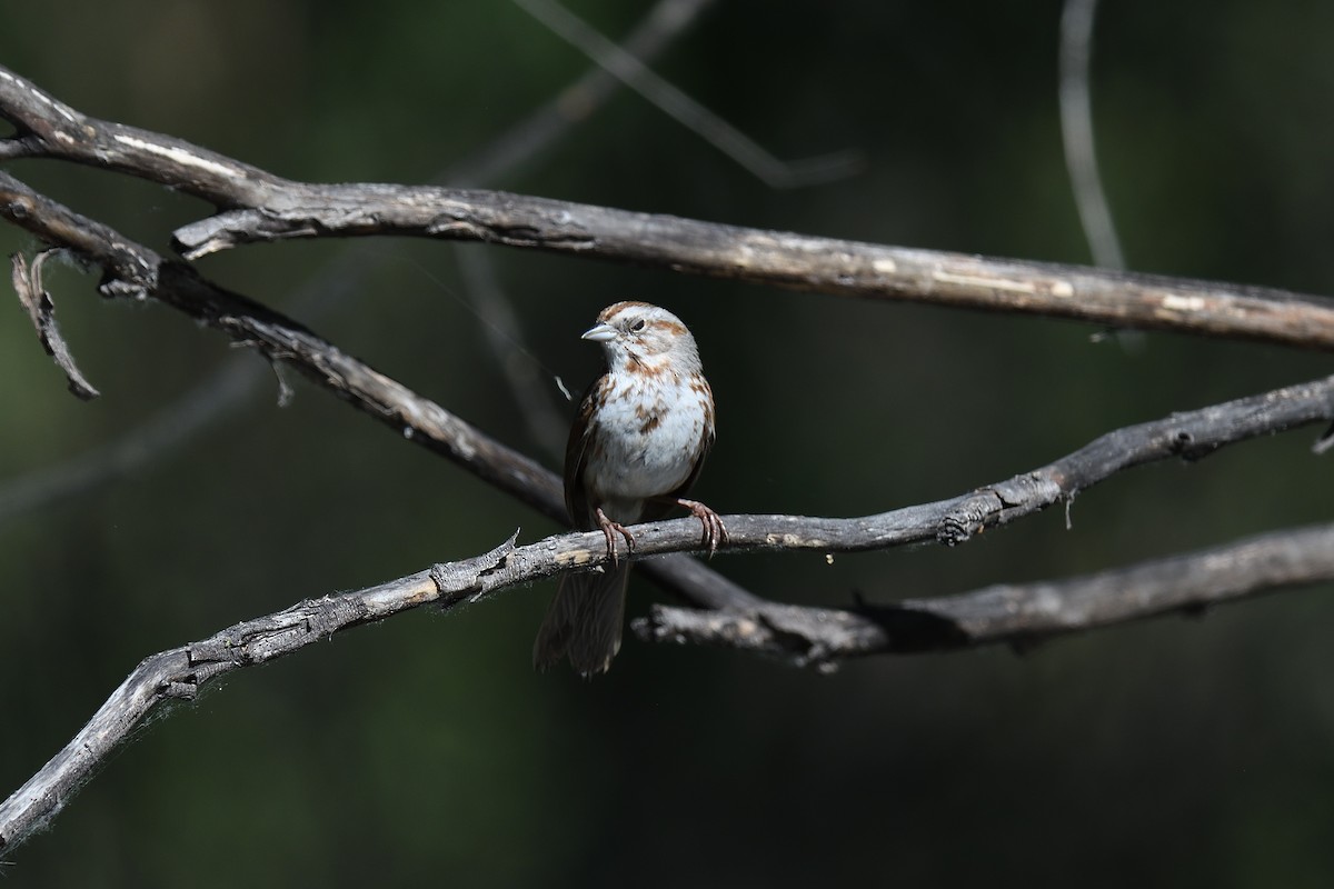 Song Sparrow (fallax Group) - terence zahner