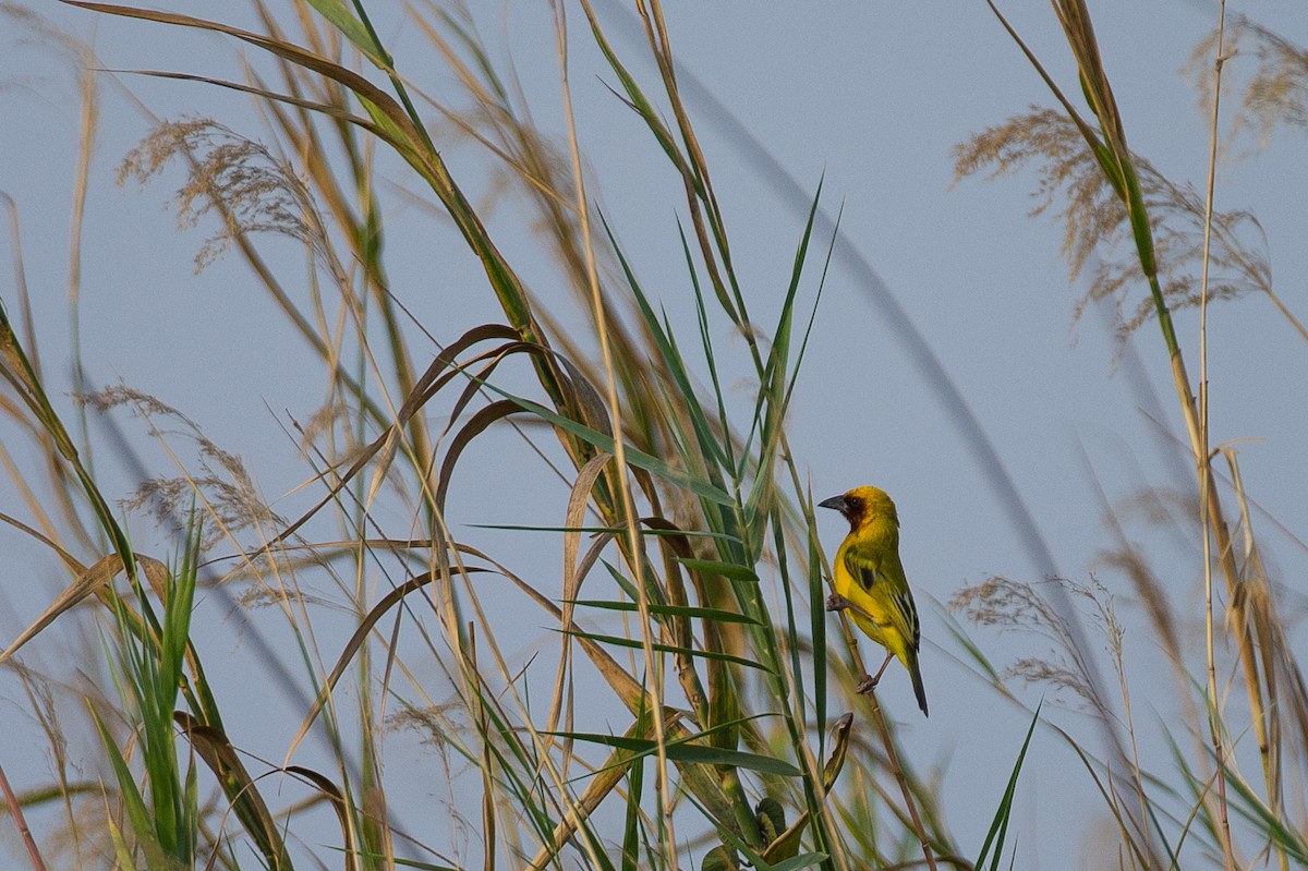 Southern Brown-throated Weaver - ML615359503