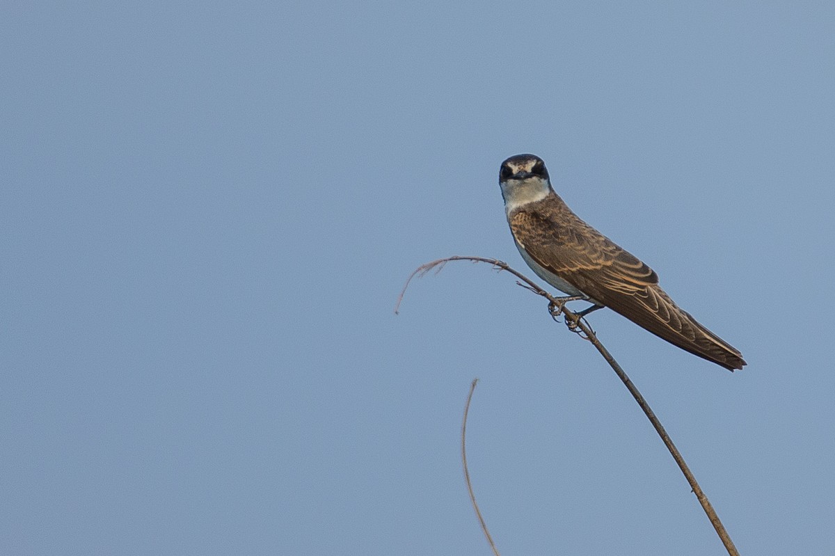 Banded Martin - Anonymous