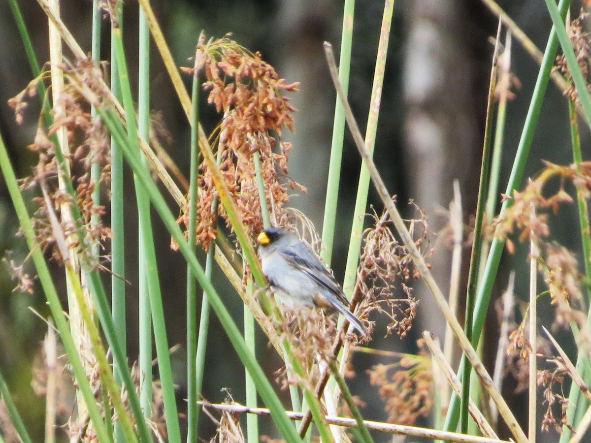 Band-tailed Seedeater - ML615359631