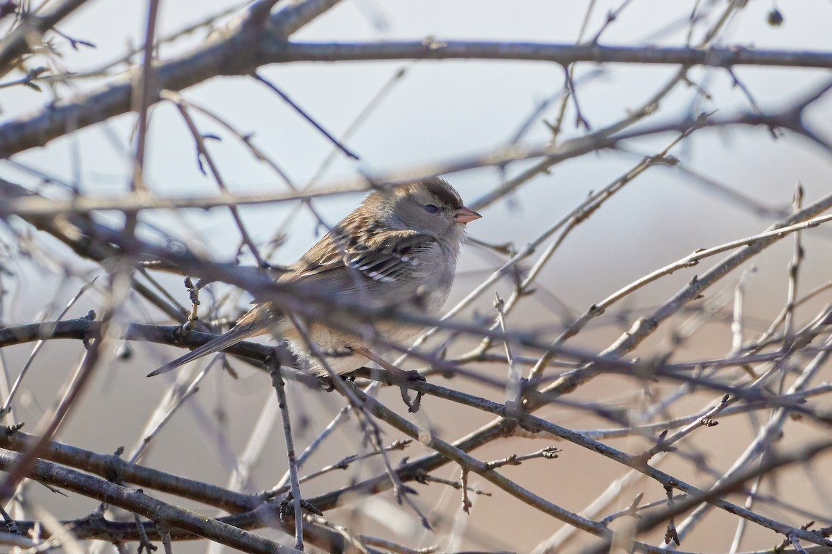 White-crowned Sparrow (leucophrys) - Ant Tab
