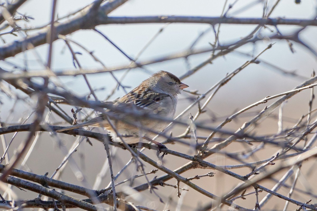 White-crowned Sparrow (leucophrys) - Ant Tab