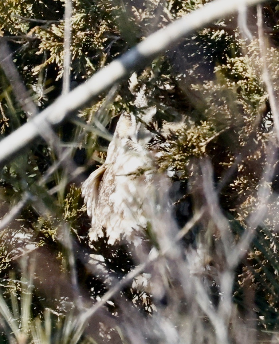 Long-eared Owl (American) - ML615359711