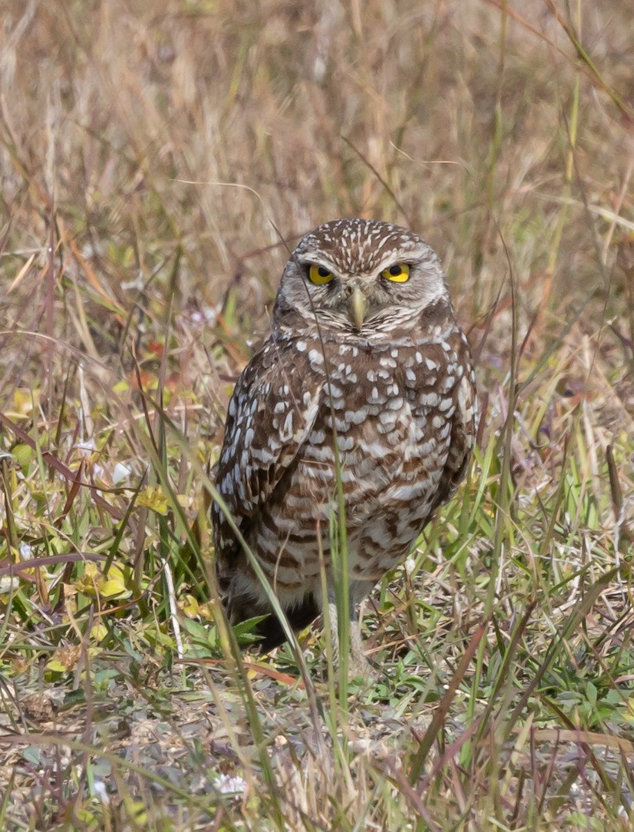 Burrowing Owl - ML615359737