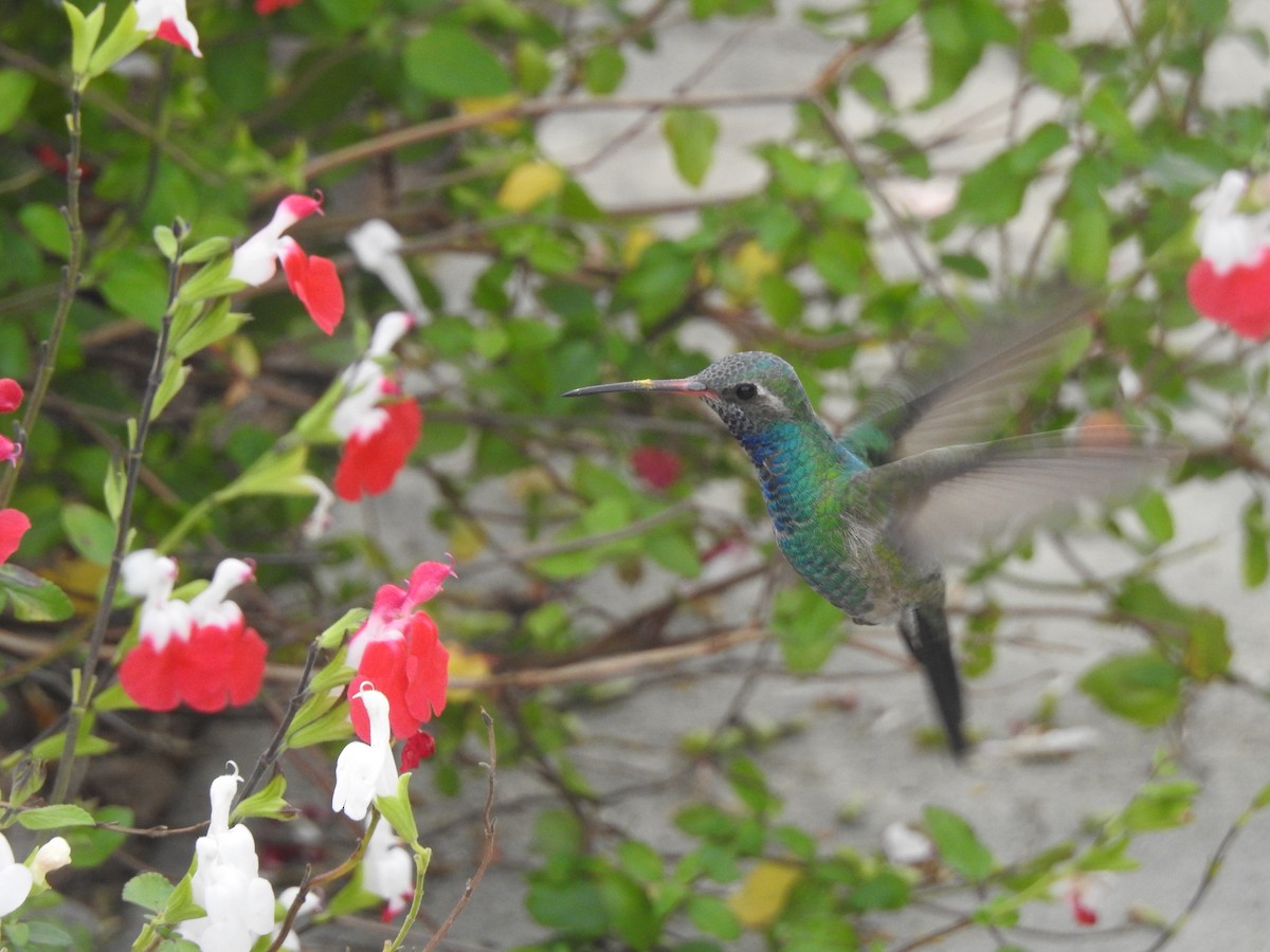 Broad-billed Hummingbird - ML615359861