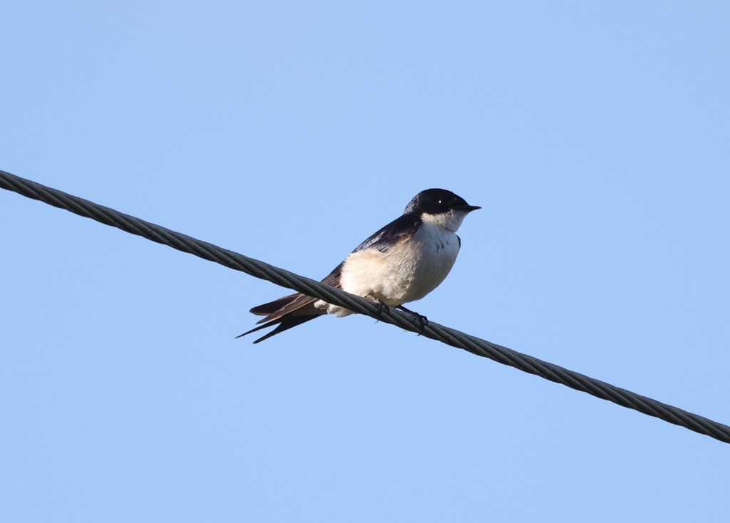 Pearl-breasted Swallow - ML615359906