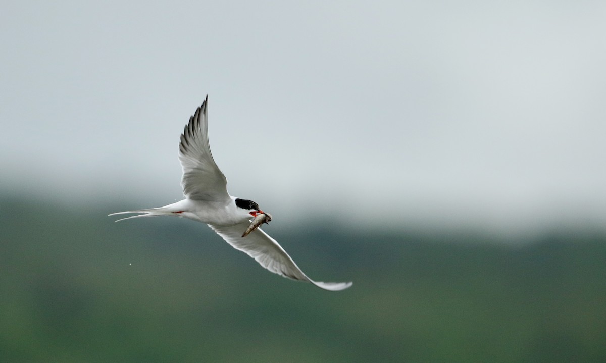 Common Tern - ML61536001