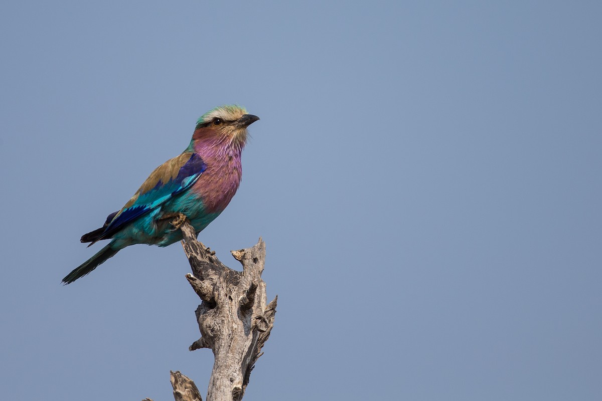 Lilac-breasted Roller - ML615360037