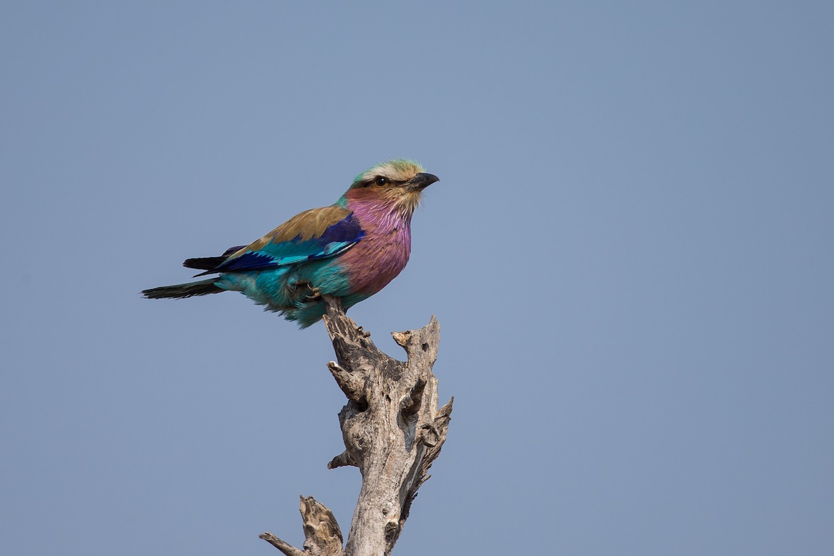 Lilac-breasted Roller - ML615360038