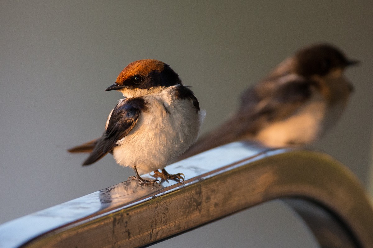 Wire-tailed Swallow - ML615360089