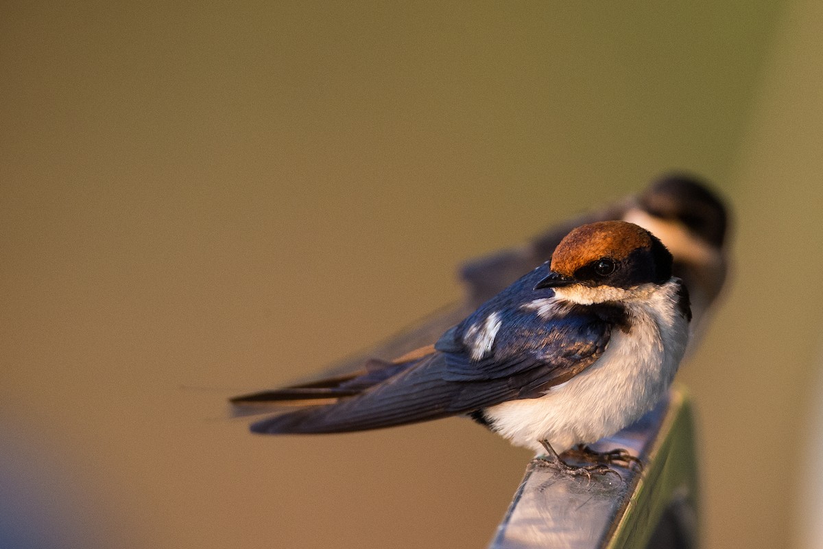 Wire-tailed Swallow - ML615360090