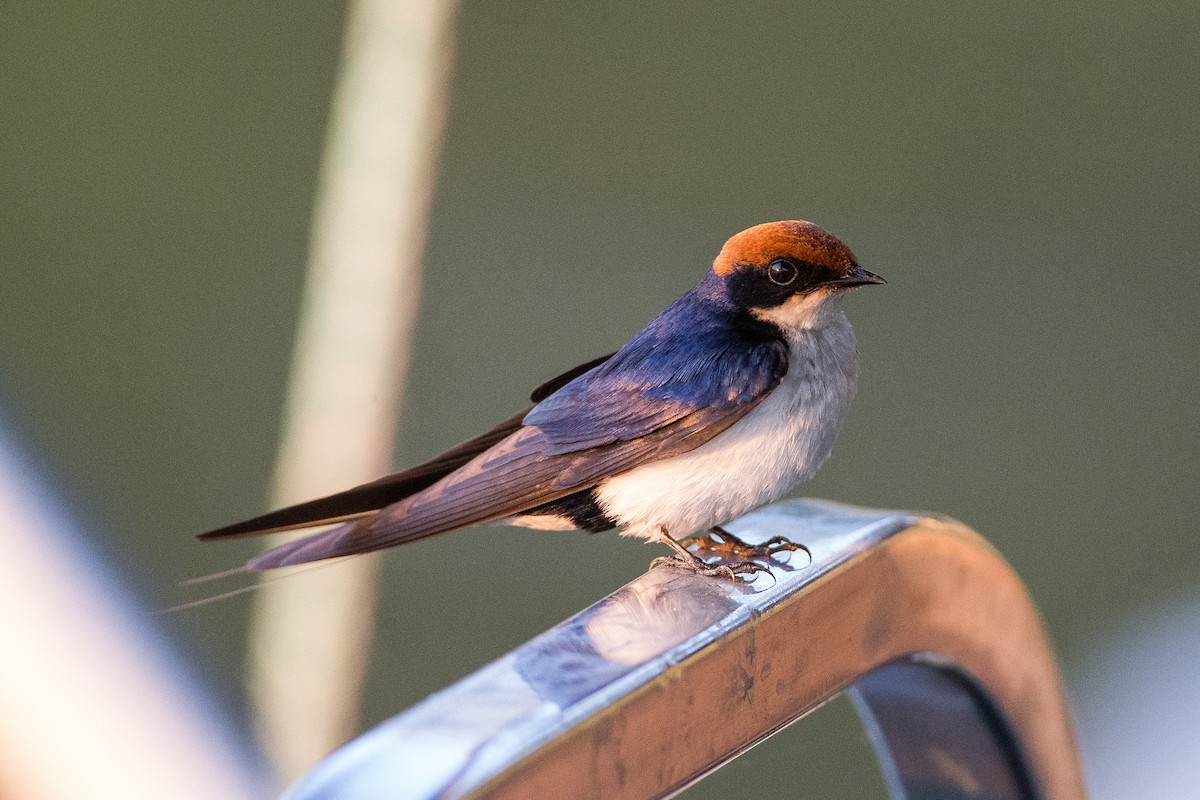 Wire-tailed Swallow - ML615360092