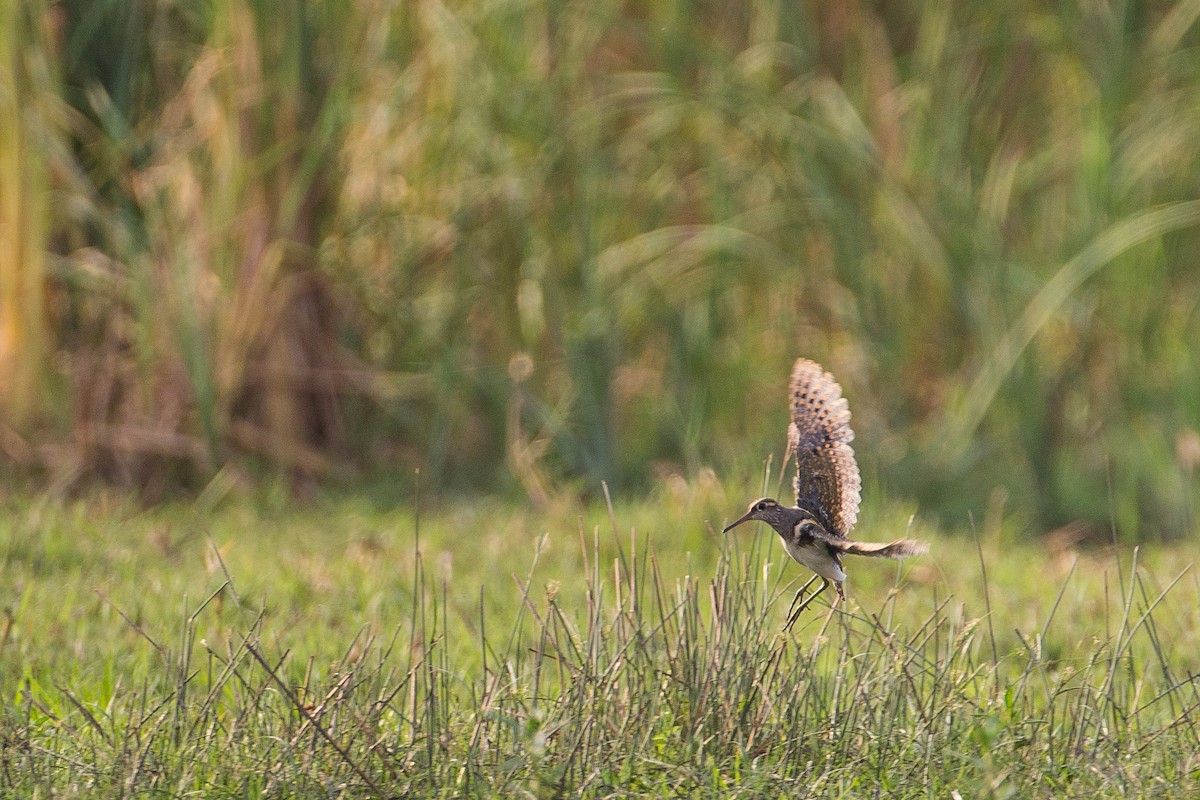 Greater Painted-Snipe - ML615360117