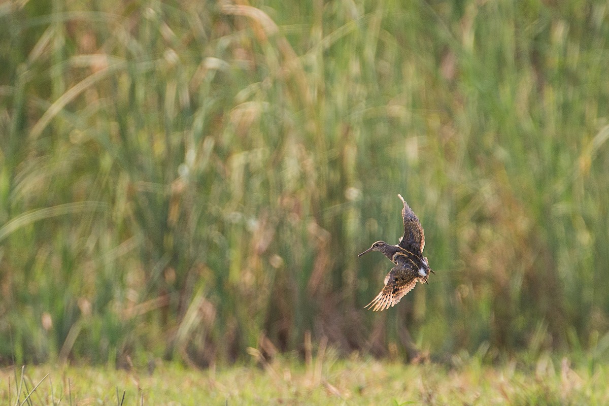Greater Painted-Snipe - ML615360120