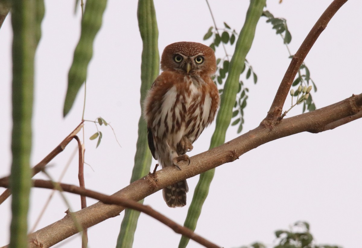 Pearl-spotted Owlet - ML615360322