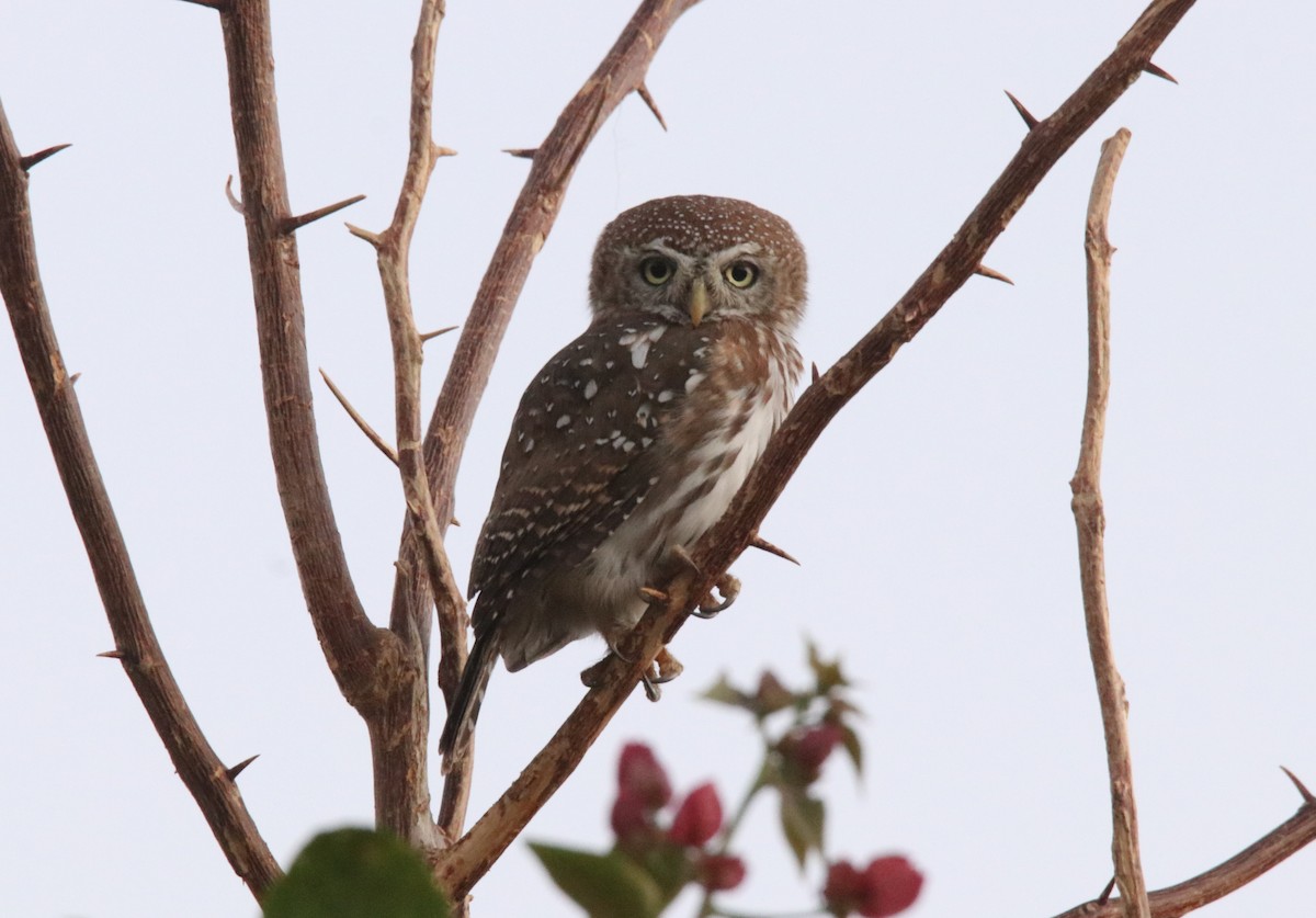 Pearl-spotted Owlet - ML615360359