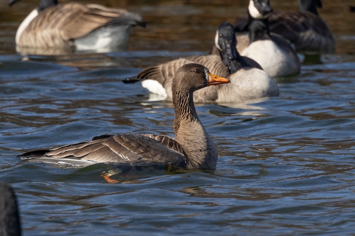 Greater White-fronted Goose - ML615360405