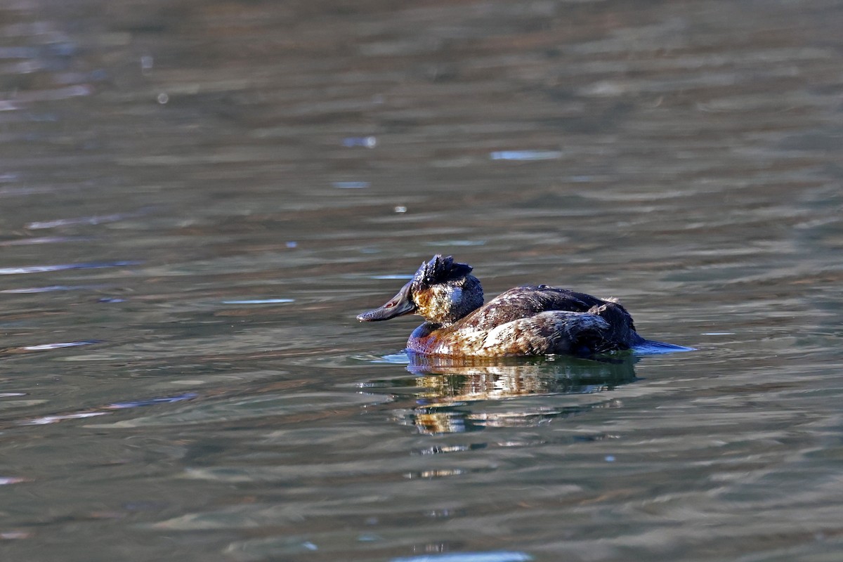 eBird Checklist 25 Feb 2024 Alley Pond ParkOakland Lake 1 species