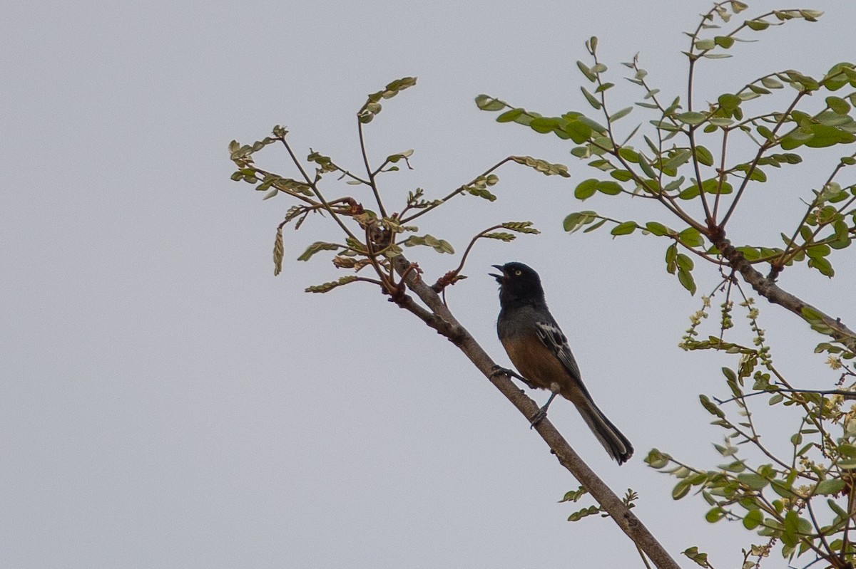 Rufous-bellied Tit - Anonymous