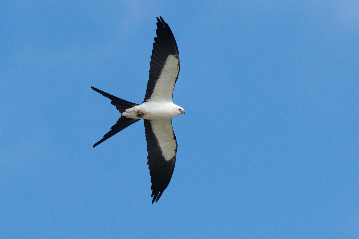 Swallow-tailed Kite - ML615360539