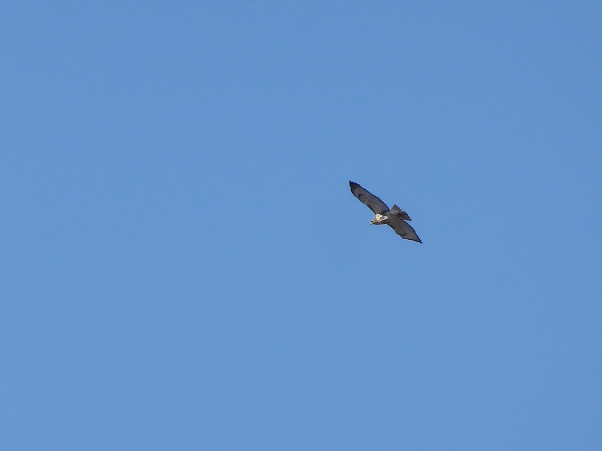 Red-tailed Hawk - ML615360585