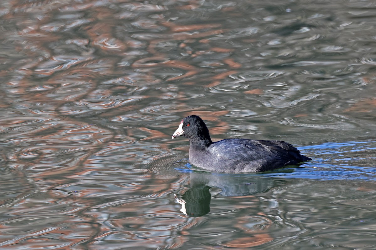 eBird Checklist 25 Feb 2024 Alley Pond ParkOakland Lake 1 species