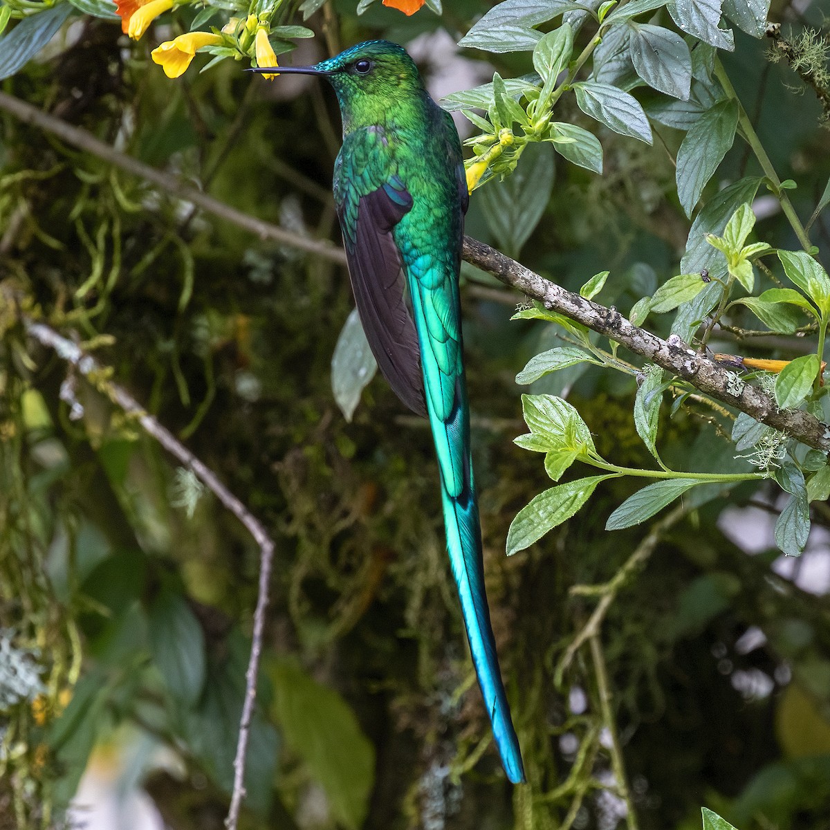 Long-tailed Sylph - ML615360720